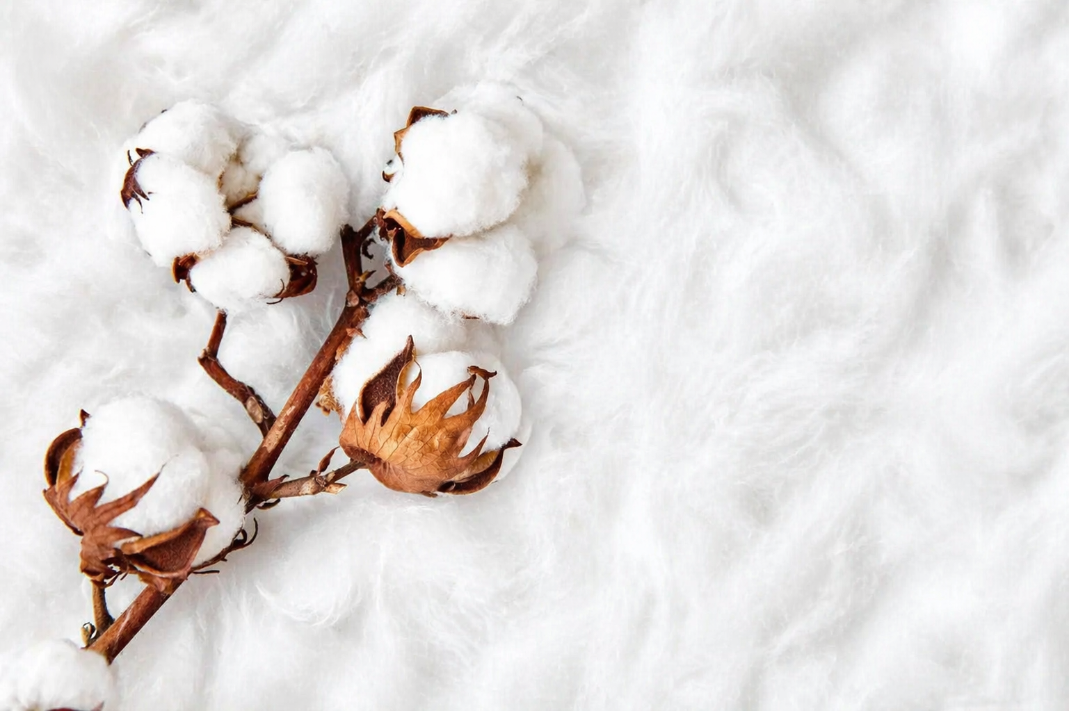 Organic Cotton